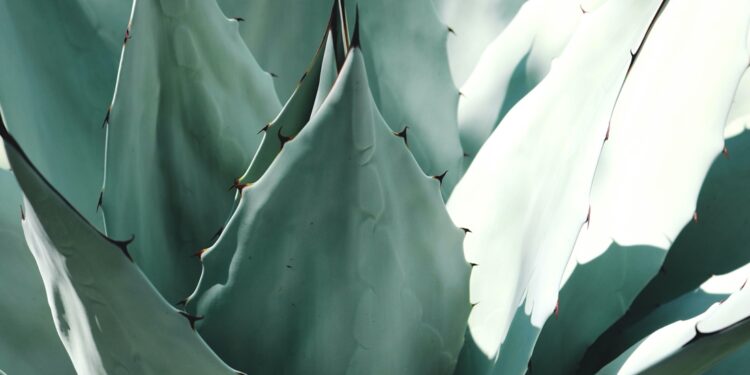 Impulsan industria tequilera sustentable y sostenible en Guanajuato