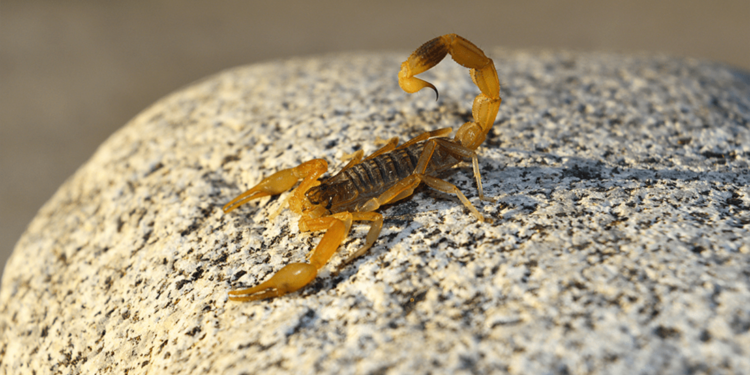 ¿Cómo prevenir las picaduras de alacrán?