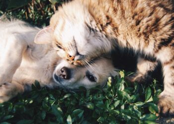 ¿Quieres adoptar una mascota? ¡Acude a Adoptón León 2022!