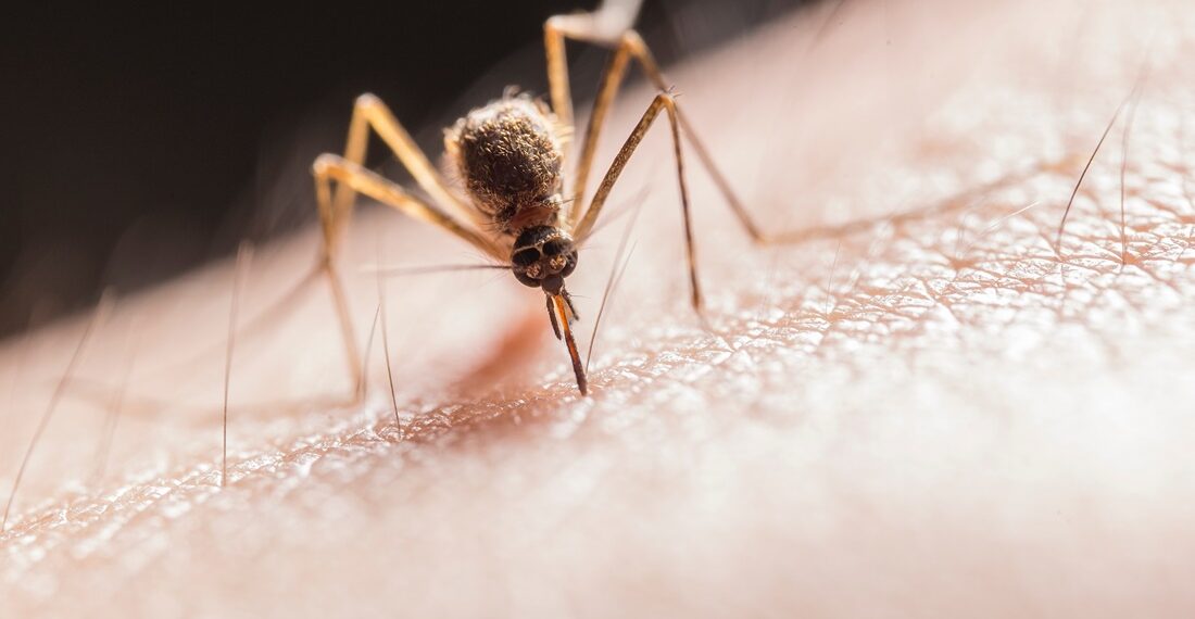 ¡Cuidado con el dengue, Zika y chikungunya! Previene picaduras
