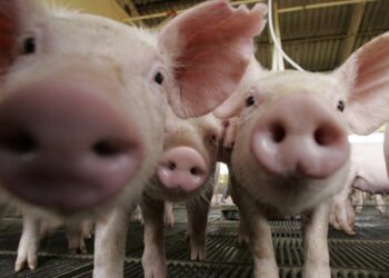 Buscan crear expo regional porcina