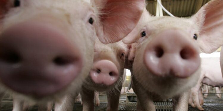 Buscan crear expo regional porcina