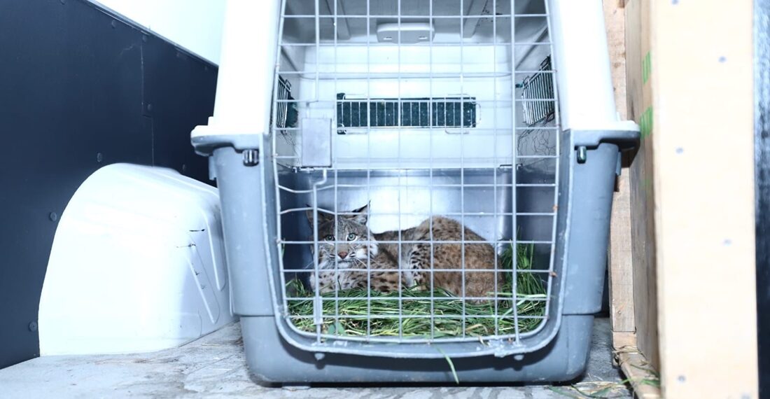 Llegan al Zoológico de León seis felinos rescatados del Gran Santuario Mexicano