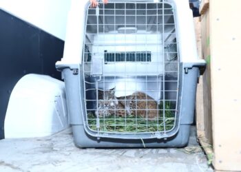 Llegan al Zoológico de León seis felinos rescatados del Gran Santuario Mexicano