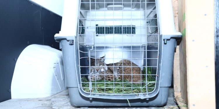 Llegan al Zoológico de León seis felinos rescatados del Gran Santuario Mexicano