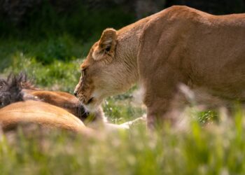 Recibirá Zoológico de León dos felinos rescatados del Gran Santuario Mexicano