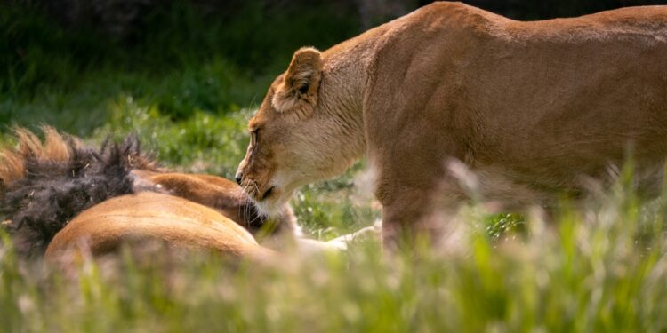Recibirá Zoológico de León dos felinos rescatados del Gran Santuario Mexicano