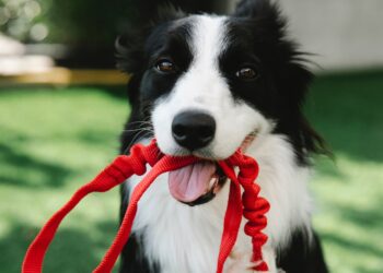 ¡Hoy es Día Mundial del Perro! Te compartimos sus cuidados básicos