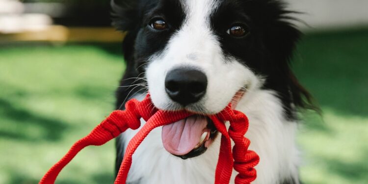¡Hoy es Día Mundial del Perro! Te compartimos sus cuidados básicos