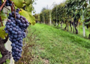 ¿Quieres estudiar Vitivinicultura? Lo puedes hacer en San Miguel de Allende