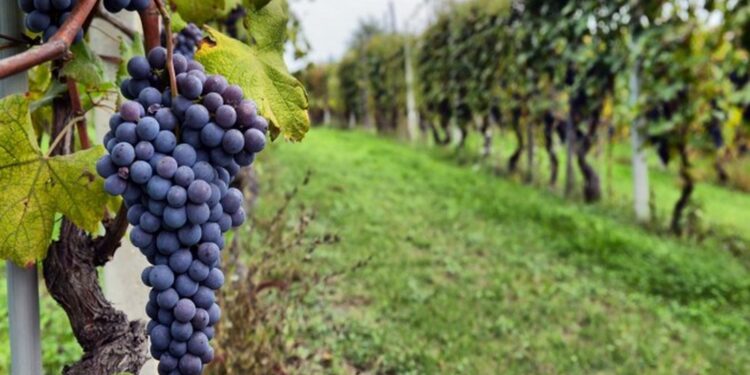 ¿Quieres estudiar Vitivinicultura? Lo puedes hacer en San Miguel de Allende