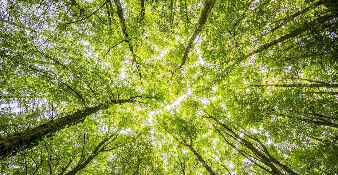 ¿Tienes entre 14 y 30 años de edad? Realiza voluntariado o servicio social como guardia ambiental
