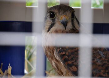 Áreas Naturales Protegidas de Guanajuato reciben nueves especies de fauna