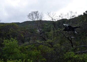 Áreas Naturales Protegidas de Guanajuato reciben nueves especies de fauna