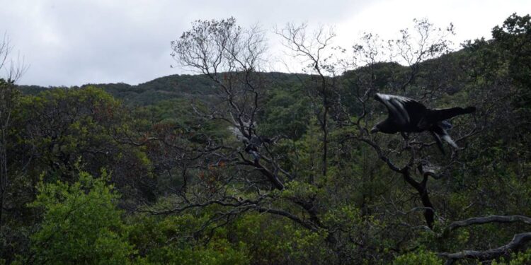 Áreas Naturales Protegidas de Guanajuato reciben nueves especies de fauna