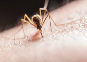 Realizan acciones contra dengue en Celaya; estas son las colonias que se atenderán esta semana