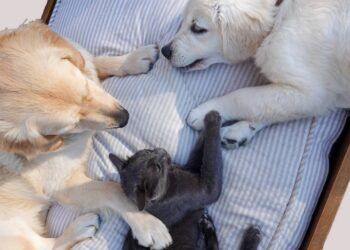 ¿Por qué es importante vacunar a tus perros y gatos contra la rabia?