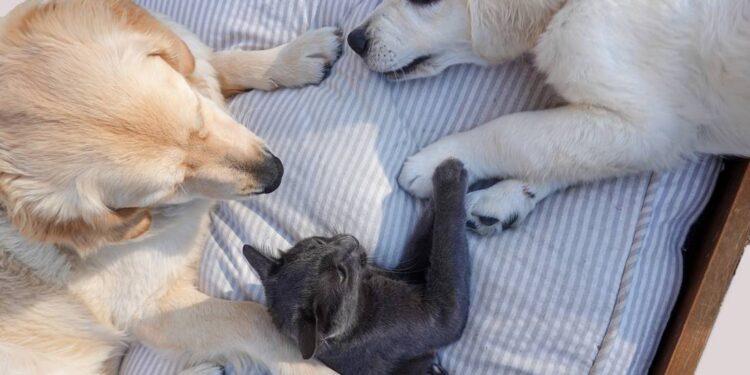 ¿Por qué es importante vacunar a tus perros y gatos contra la rabia?