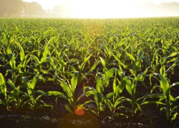 ¿Cómo accedo a créditos para productores agroalimentarios?