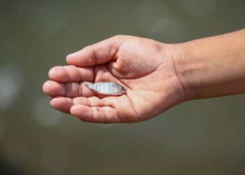 Siembran crías de tilapia en la presa El Palote