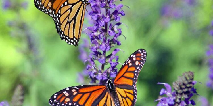 ¿Eres aficionado a las mariposas monarca? Esta es la app para compartir información