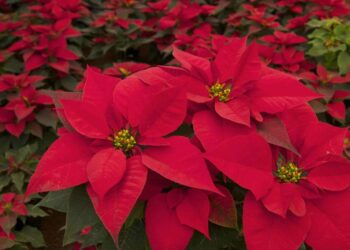 ¡Cambia tus reciclables por nochebuenas en los Miércoles Ciudadanos de León!