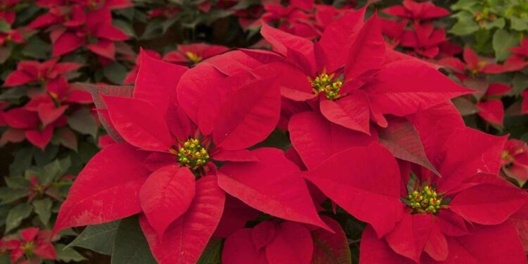 ¡Cambia tus reciclables por nochebuenas en los Miércoles Ciudadanos de León!