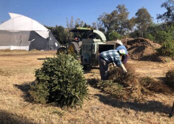 Recicla tu árbol navideño natural; estos son los puntos de acopio en León