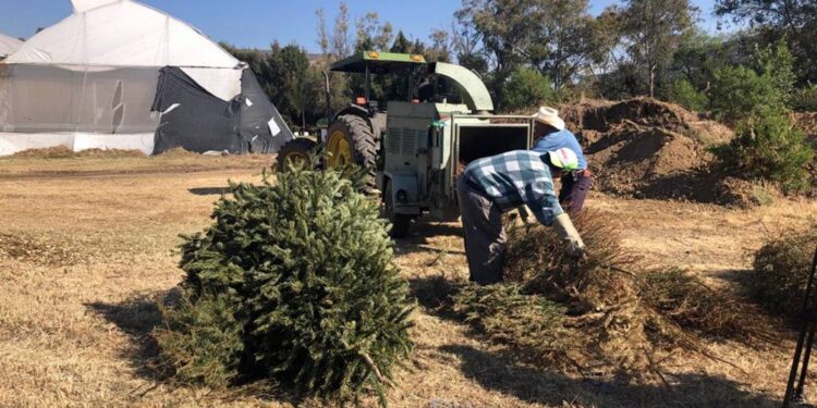 Recicla tu árbol navideño natural; estos son los puntos de acopio en León