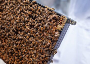 ¿Eres apicultor? Gobierno de Guanajuato ofrece apoyos para comprar abejas reinas