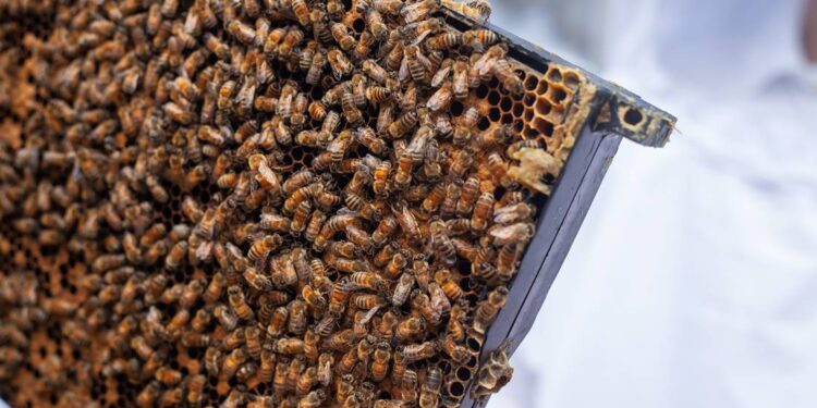 ¿Eres apicultor? Gobierno de Guanajuato ofrece apoyos para comprar abejas reinas