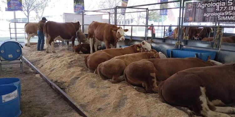 ¿Eres ganadero? Asiste al 10° Encuentro de Transferencia de Tecnología para Ganaderos de Guanajuato