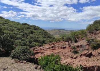 ¿Qué acciones a favor del medioambiente se hicieron en Guanajuato durante 2022?