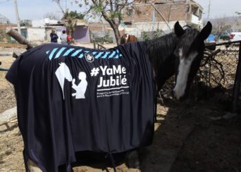 Gobierno de León realiza acciones para proteger a animales de arrastre; inicia reconversión comercial