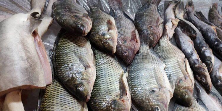 Inician en Guanajuato actividades del Operativo Cuaresma 2023