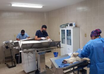 Jurisdicción Sanitaria VI en Irapuato va por la esterilización de más de 7 mil perros y gatos