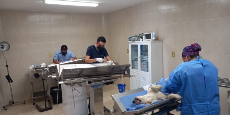 Jurisdicción Sanitaria VI en Irapuato va por la esterilización de más de 7 mil perros y gatos