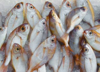 Inicia la temporada de Cuaresma; ¿cómo elegir pescados y mariscos?