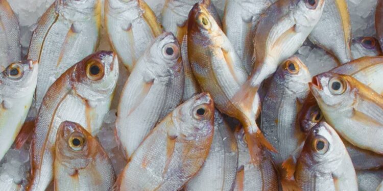 Inicia la temporada de Cuaresma; ¿cómo elegir pescados y mariscos?