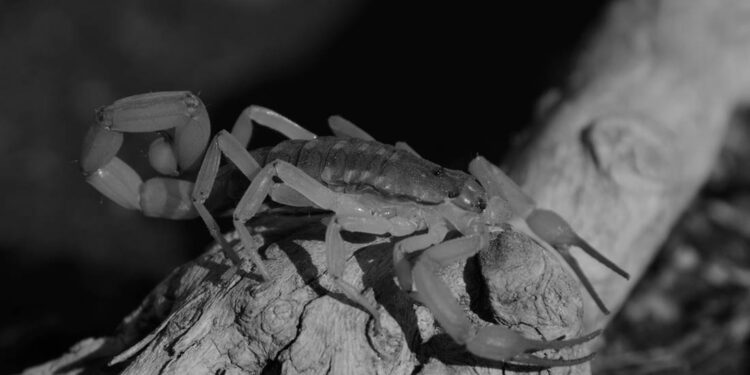 Llega el calor y con ello más picaduras de alacrán; ¿dónde encuentro el suero antialacrán?