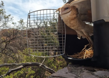 Alberga Guanajuato nuevas especies de fauna