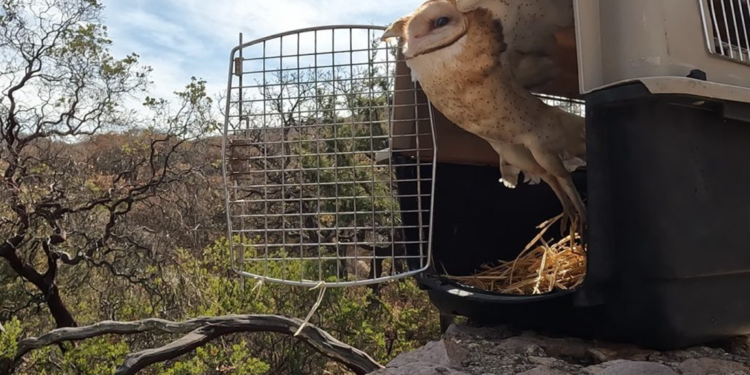 Alberga Guanajuato nuevas especies de fauna