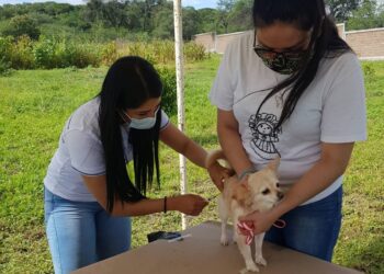 ¡Lleva a tu mascota! Realizarán Jornada Intensiva de Vacunación Antirrábica Canina y Felina en Guanajuato