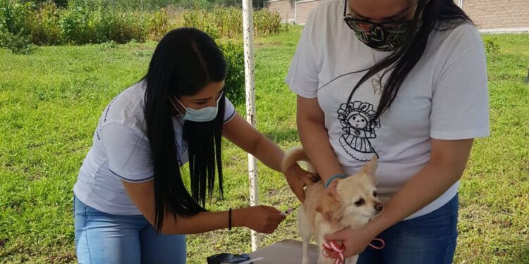 ¡Lleva a tu mascota! Realizarán Jornada Intensiva de Vacunación Antirrábica Canina y Felina en Guanajuato