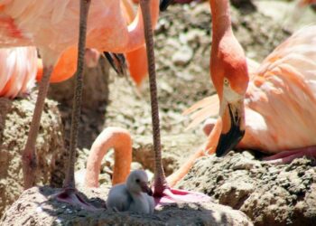 ¡Nace el primer flamenco americano en el Zoológico de León!