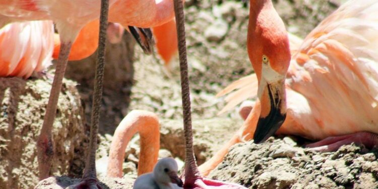 ¡Nace el primer flamenco americano en el Zoológico de León!