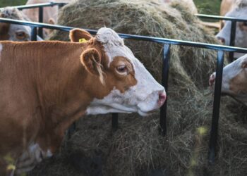¿Eres productor pecuario en León? Accede a los subsidios de la campaña Zoosanitaria 2023