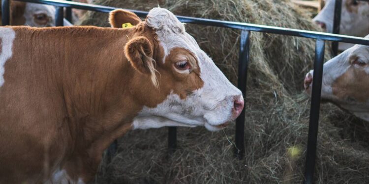 ¿Eres productor pecuario en León? Accede a los subsidios de la campaña Zoosanitaria 2023