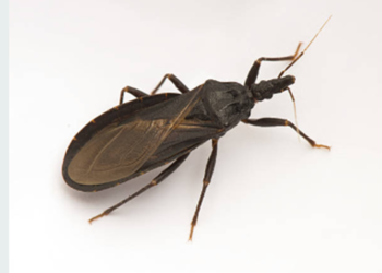 ¿Qué es la enfermedad de Chagas y cómo prevenirla?