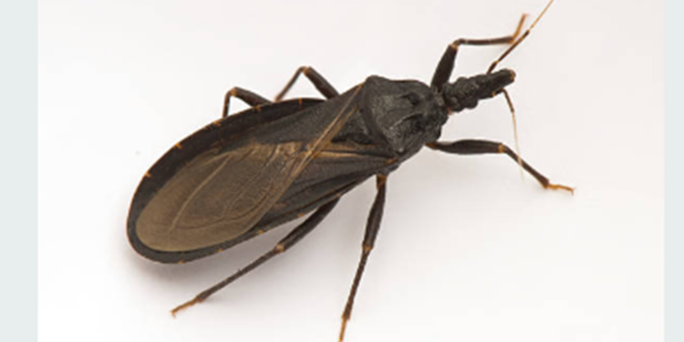 ¿Qué es la enfermedad de Chagas y cómo prevenirla?